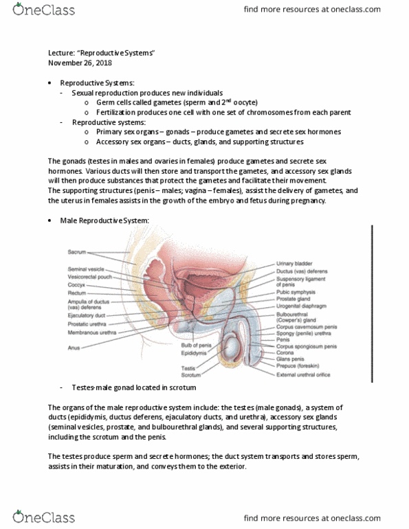 ANAT 1010 Lecture Notes - Lecture 7: Male Accessory Gland, Male Reproductive System, Ejaculatory Duct thumbnail