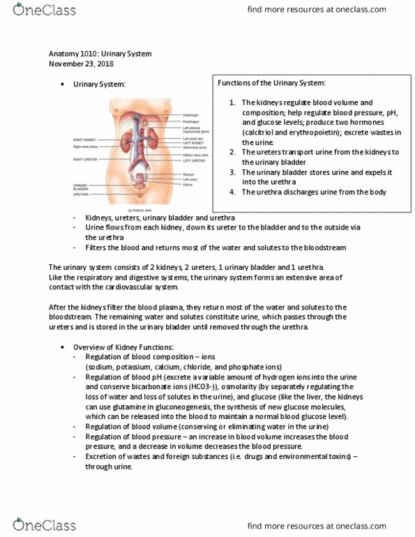 ANAT 1010 Lecture Notes - Lecture 6: Blood Sugar, Urethra, Blood thumbnail