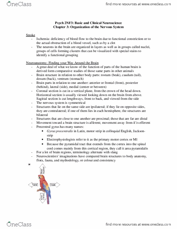 PSYCH 2NF3 Lecture Notes - Hydrocephalus, Hindbrain, Cerebellum thumbnail