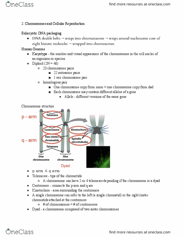 MCB 2410 Lecture Notes - Lecture 2: Sister Chromatids, Cell Nucleus, Centromere thumbnail