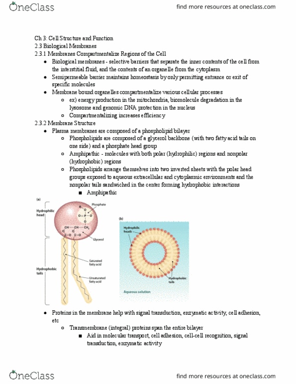 PNB 2264 Chapter Notes - Chapter 3: Lipid Bilayer, Cell Adhesion Molecule, Signal Transduction thumbnail