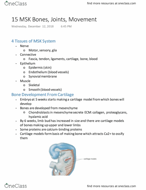 HTHSCI 1H06 Lecture Notes - Lecture 15: Limb Bud, Synovial Joint, Synovial Membrane thumbnail