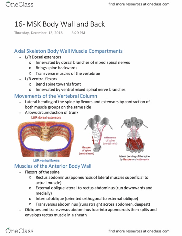 HTHSCI 1H06 Lecture Notes - Lecture 16: Rectus Abdominis Muscle, Axial Skeleton, Transverse Abdominal Muscle thumbnail