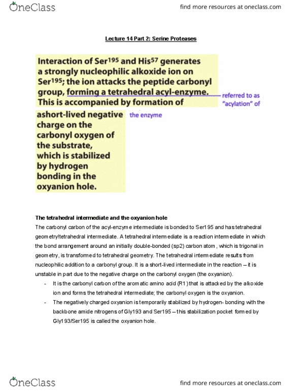MBB 222 Lecture Notes - Lecture 14: Oxyanion Hole, Tetrahedral Carbonyl Addition Compound, Oxyanion thumbnail