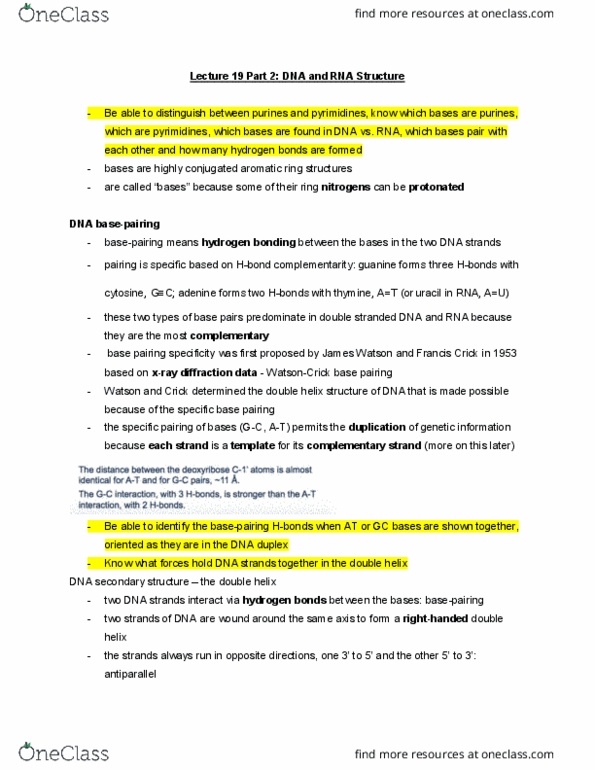 MBB 222 Lecture Notes - Lecture 19: Francis Crick, Hydrogen Bond, Uracil thumbnail