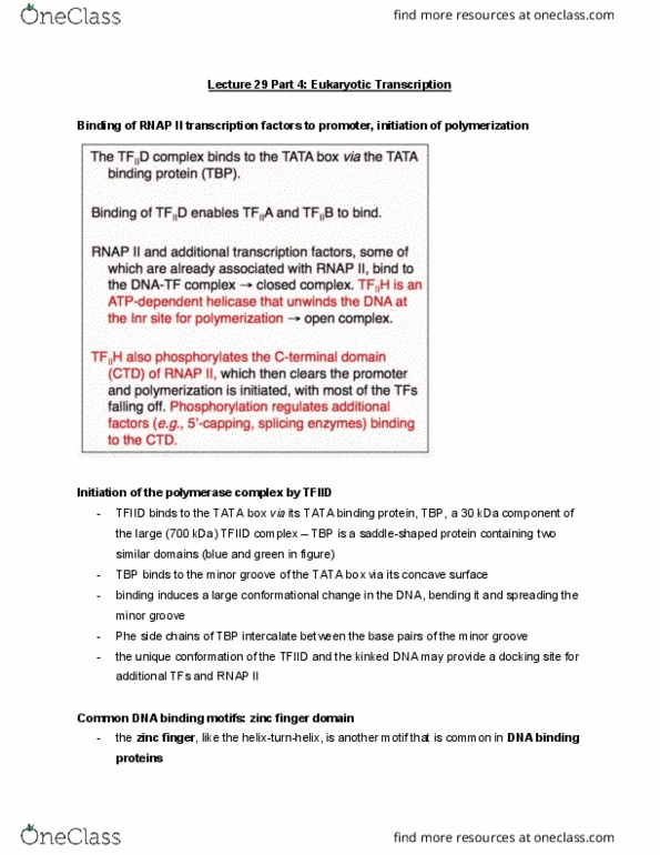 MBB 222 Lecture Notes - Lecture 29: Tata-Binding Protein, Zinc Finger, Tata Box thumbnail