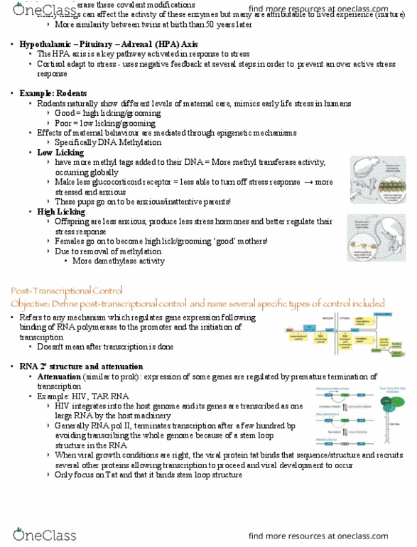 BIO 3170 Lecture Notes - Lecture 10: Stem-Loop, Glucocorticoid Receptor, Demethylase thumbnail