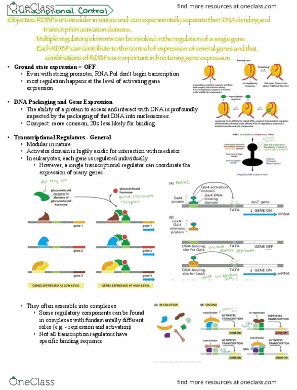 BIO 3170 Lecture Notes - Lecture 9: Covalent Bond, Locus Control Region, Methylation thumbnail