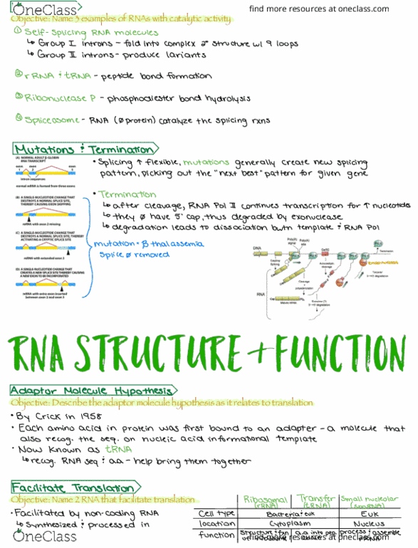 BIO 3170 Lecture Notes - Lecture 6: Rna-Seq, Fingerstyle Guitar, Phosphodiester Bond thumbnail