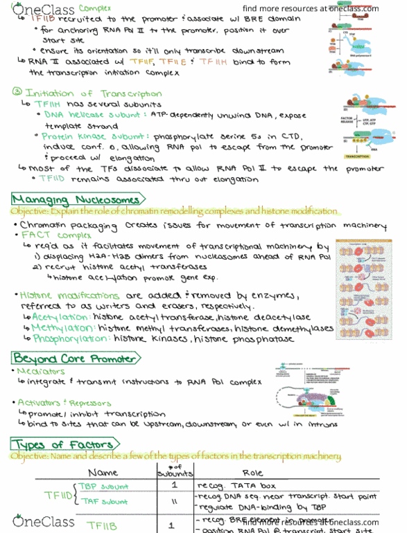 BIO 3170 Lecture Notes - Lecture 3: Chromatin, Exon, Guanine thumbnail