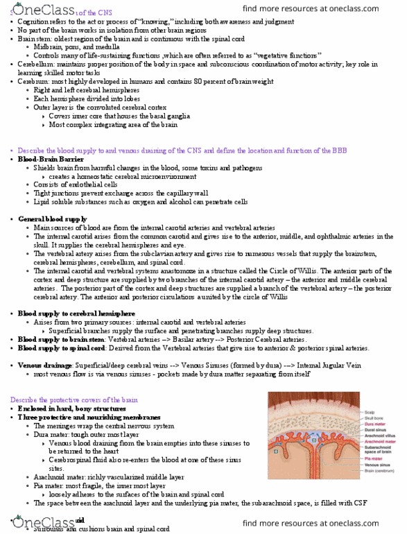 PHS 3341 Lecture Notes - Lecture 6: Posterior Cerebral Artery, Internal Carotid Artery, Posterior Spinal Artery thumbnail