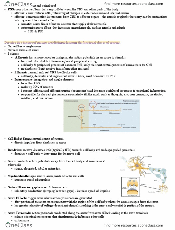 PHS 3341 Lecture Notes - Lecture 5: Axon Hillock, Efferent Nerve Fiber, Axon Terminal thumbnail