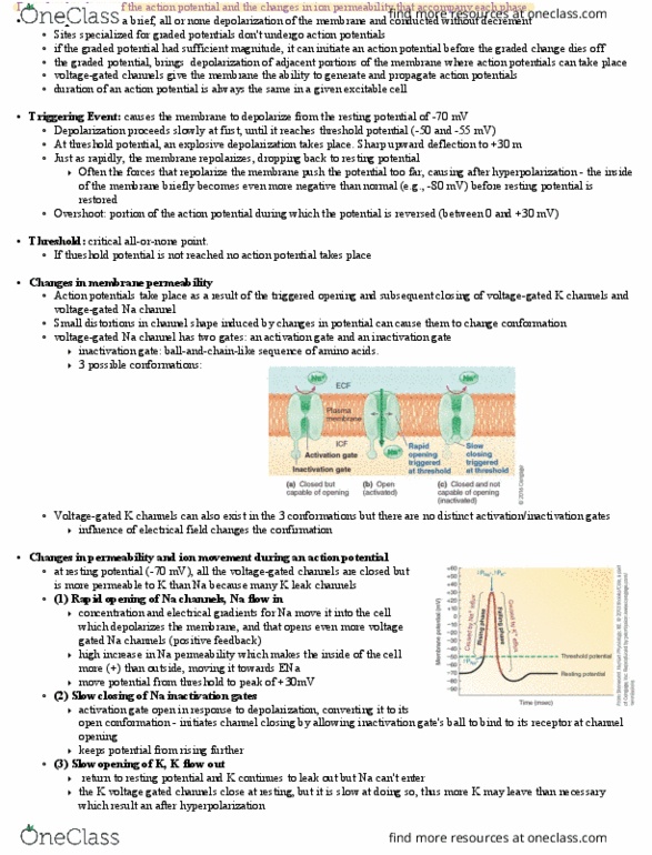 PHS 3341 Lecture Notes - Lecture 3: Threshold Potential, Resting Potential, Autoreceptor thumbnail