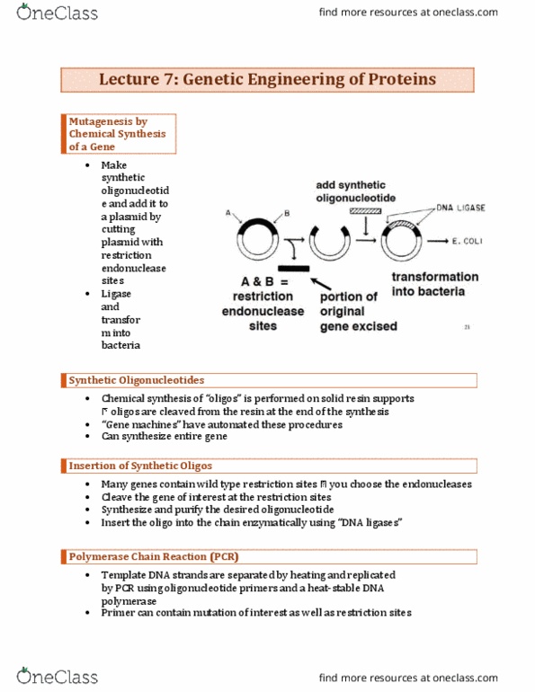 BCH210H1 Lecture Notes - Lecture 7: Restriction Enzyme, Restriction Site, Plasmid thumbnail