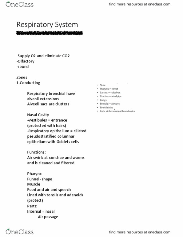 ANAT 1010 Lecture 31: Respiratory System thumbnail