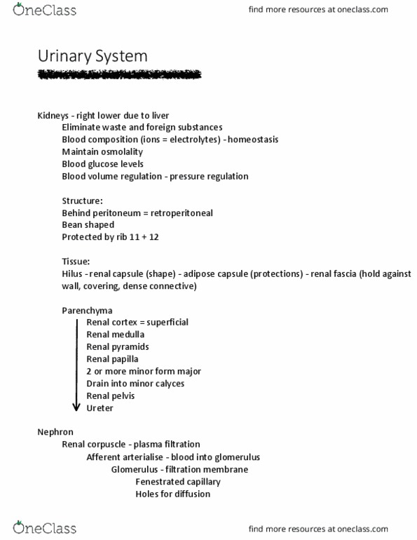 ANAT 1010 Lecture 30: Urinary System thumbnail