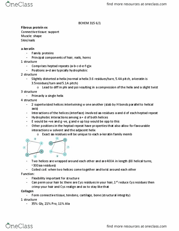 BCHM 310 Lecture Notes - Lecture 16: Heptad Repeat, Coiled Coil, Scleroprotein thumbnail