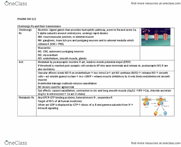 PHAR 340 Lecture Notes - Lecture 17: Neuromuscular Junction, Adrenal Medulla, Cholinergic thumbnail