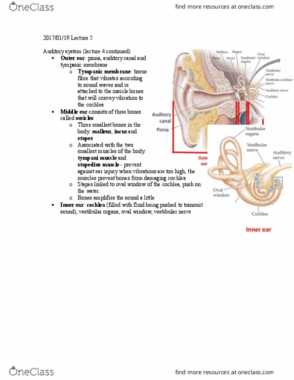 PSYC 212 Lecture Notes - Lecture 5: Stapedius Muscle, Oval Window, Eardrum thumbnail