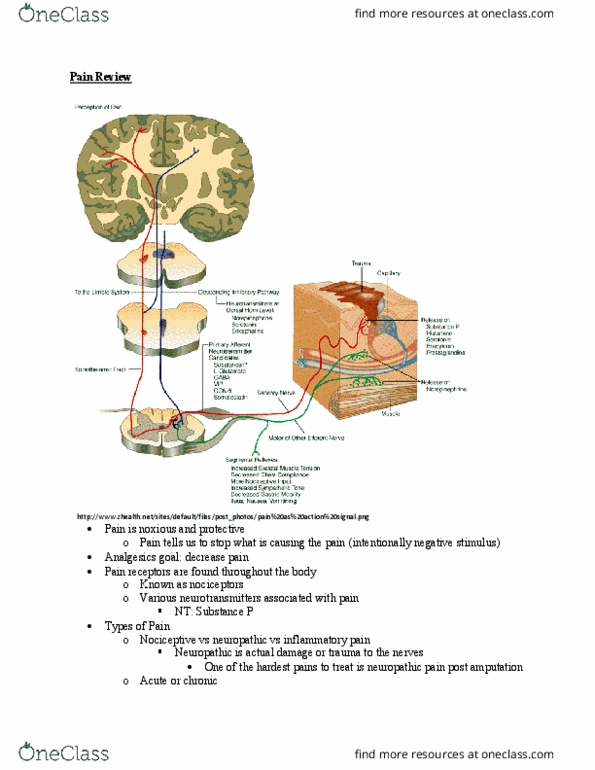 NURS 3550H Lecture Notes - Lecture 5: Chronic Pain, Substance P, Nociceptor thumbnail