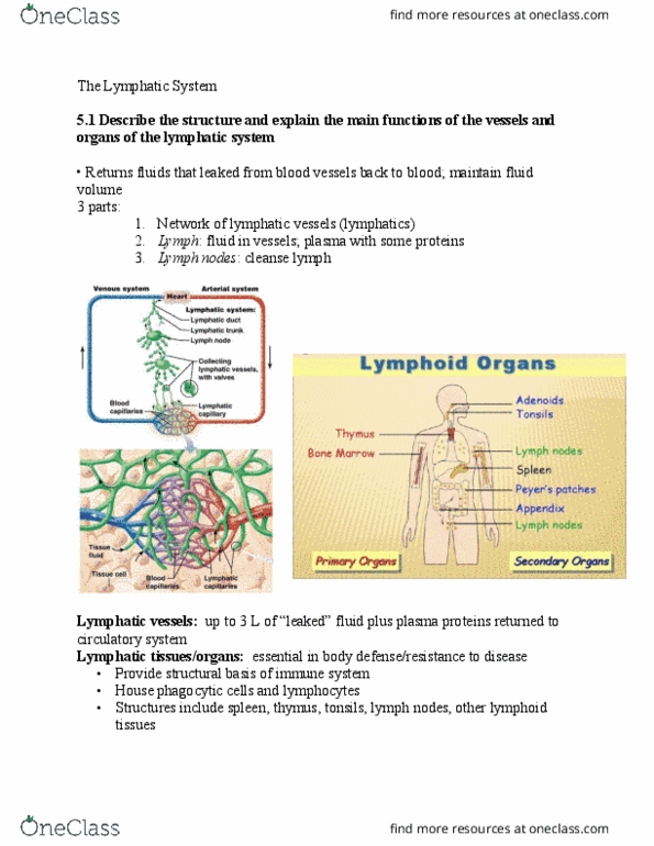 ANP 1105 Lecture Notes - Lecture 3: Horse Length, Lymphocyte, Lingual Tonsils thumbnail