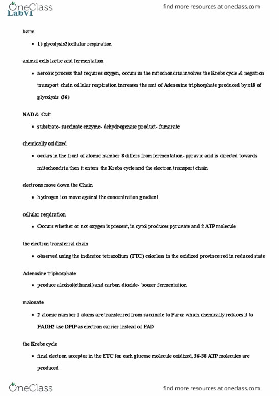 BIOL 3305 Lecture Notes - Lecture 9: Adenosine Triphosphate, Citric Acid Cycle, Succinic Acid thumbnail