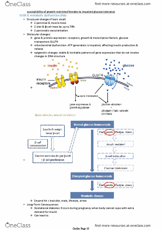 PHYS30001 Lecture Notes - Lecture 31: Impaired Glucose Tolerance, Gestational Diabetes, Glut4 thumbnail