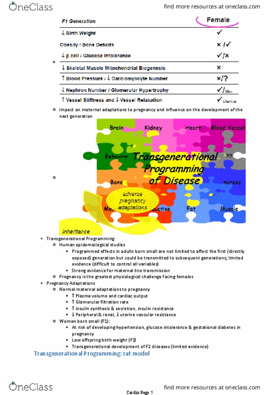 PHYS30001 Lecture Notes - Lecture 32: Gestational Diabetes, Insulin Resistance, Vascular Resistance thumbnail