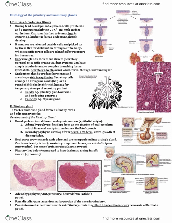 INDS 211 Lecture Notes - Lecture 6: Pars Intermedia, Sella Turcica, Anterior Pituitary thumbnail