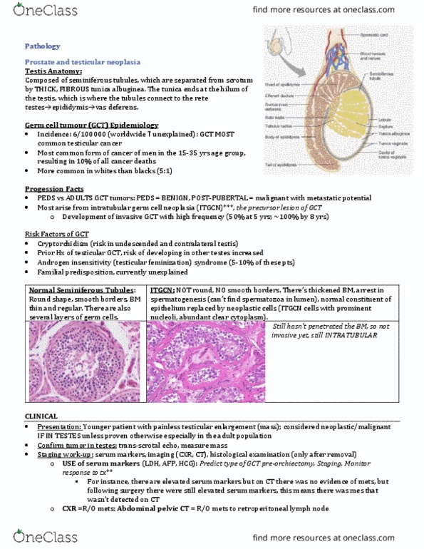 INDS 211 Lecture Notes - Lecture 7: Seminiferous Tubule, Testicular Cancer, Androgen Insensitivity Syndrome thumbnail