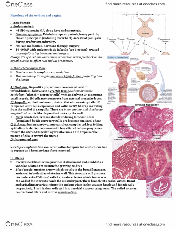 INDS 211 Lecture Notes - Lecture 4: Pelvic Pain, Simple Columnar Epithelium, Uterine Artery thumbnail