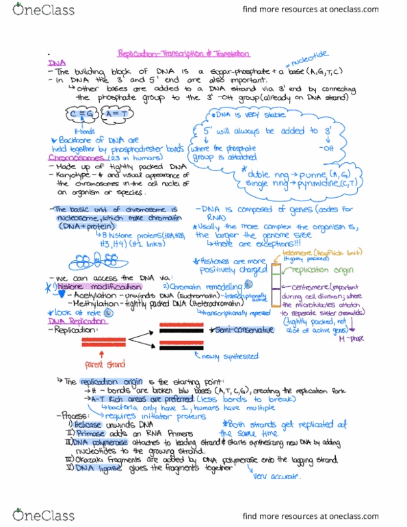 Biology 2382B Lecture Notes - Lecture 3: Okazaki Fragments, Genome Size, Karyotype thumbnail
