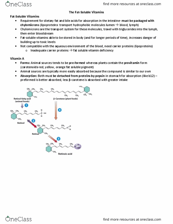 HTHSCI 3BB3 Lecture Notes - Lecture 8: Spinach, Active Transport, Vitamin A Deficiency thumbnail