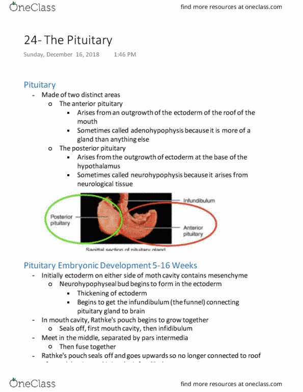 HTHSCI 1H06 Lecture Notes - Lecture 24: Pars Intermedia, Posterior Pituitary, Anterior Pituitary thumbnail