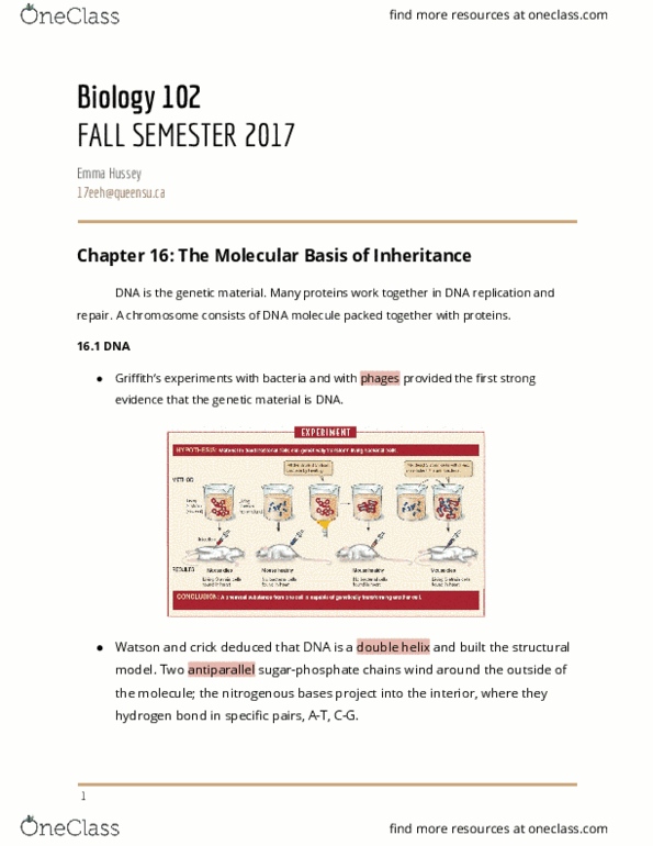 BIOL 102 Study Guide - Fall 2017, Final - Dna Replication, Hydrogen Sns-Brigh10