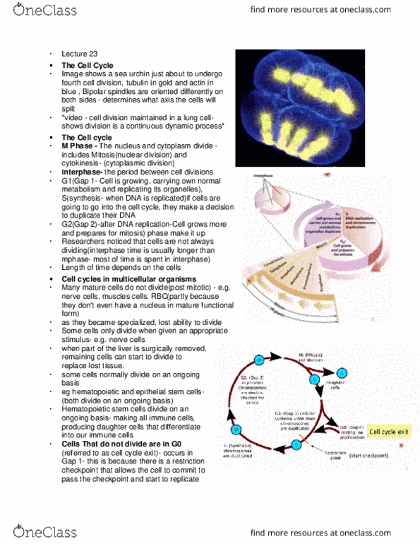 BIO130H1 Lecture Notes - Lecture 23: Hematopoietic Stem Cell, G1 Phase, Interphase thumbnail