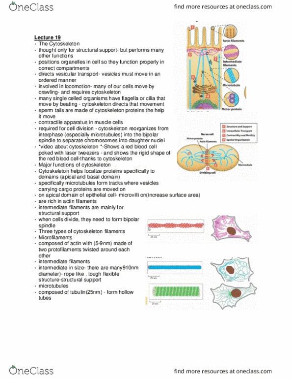 BIO130H1 Lecture Notes - Lecture 19: Optical Tweezers, Red Blood Cell, Intermediate Filament thumbnail