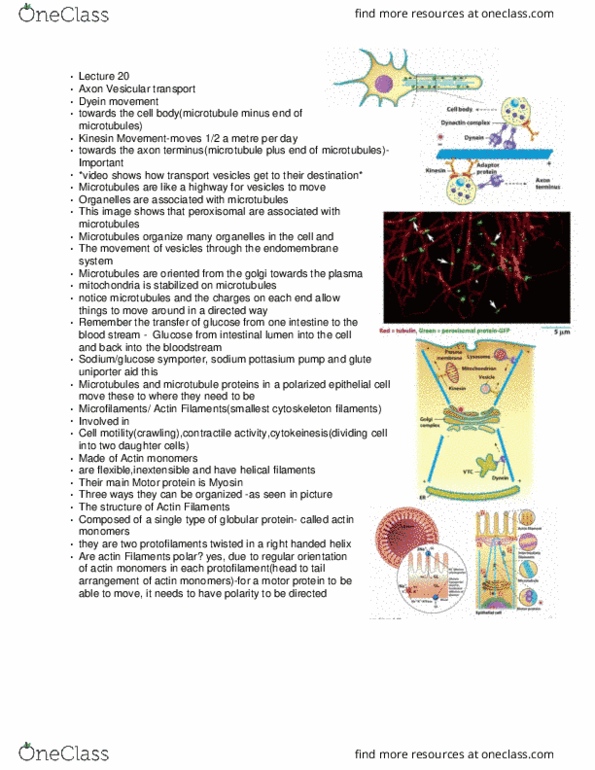 BIO130H1 Lecture Notes - Lecture 20: Globular Protein, Microtubule, Epithelium thumbnail