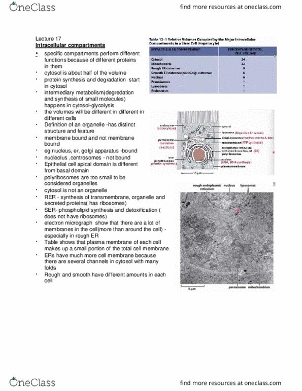 BIO130H1 Lecture Notes - Lecture 17: Epithelium, Cytosol, Nucleolus thumbnail