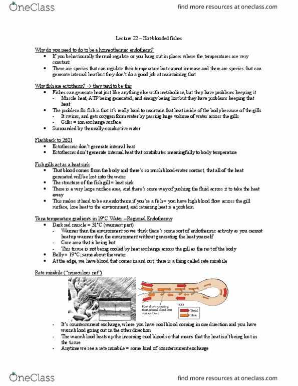 Biology 3601A/B Lecture Notes - Lecture 18: Rete Mirabile, Fish Gill, Heat Sink thumbnail