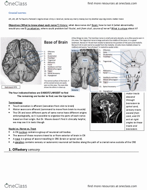INDS 212 Lecture Notes - Lecture 4: Cranial Nerves, Olfactory Nerve, Brainstem thumbnail