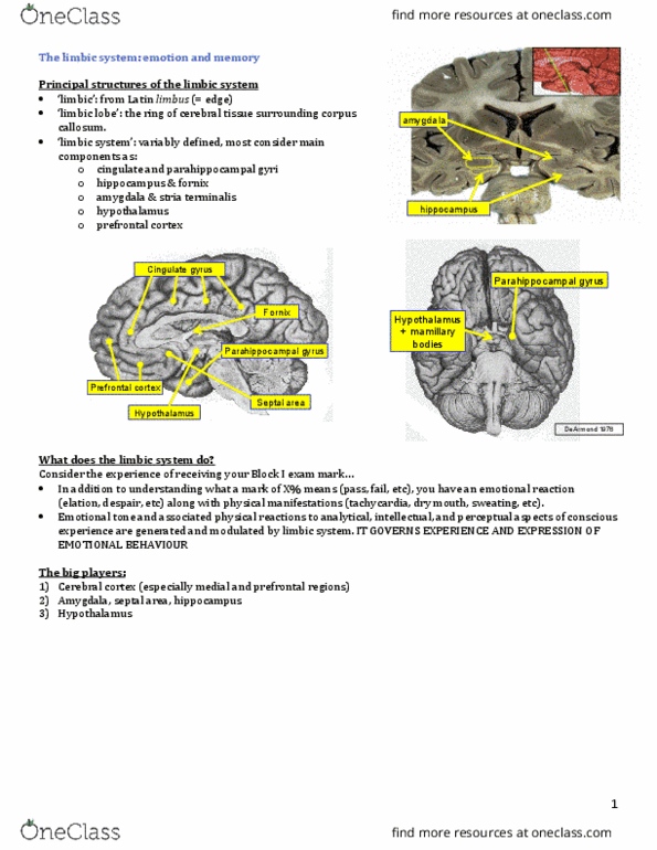 INDS 212 Lecture Notes - Lecture 28: Parahippocampal Gyrus, Stria Terminalis, Limbic System thumbnail