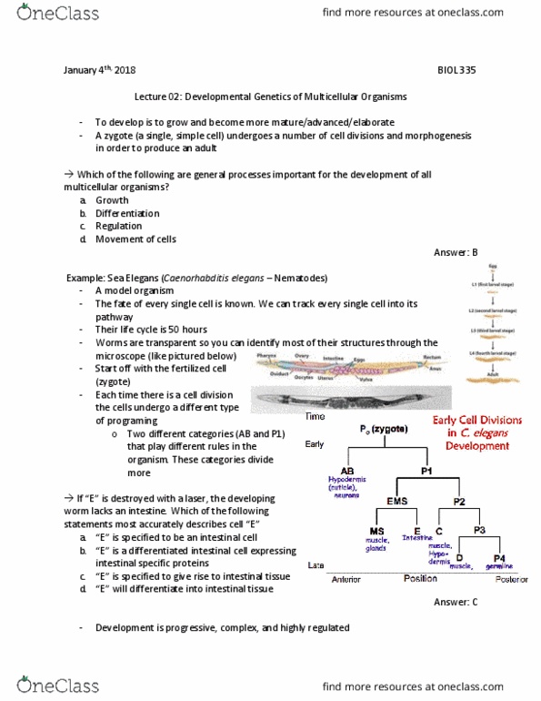 BIOL 335 Lecture Notes - Lecture 2: Morphogenesis, Simple Cell, Model Organism thumbnail