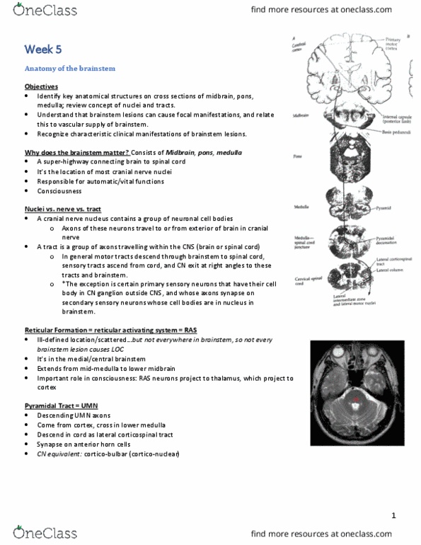 INDS 212 Lecture Notes - Lecture 56: Anterior Grey Column, Cranial Nerve Nucleus, Reticular Formation thumbnail