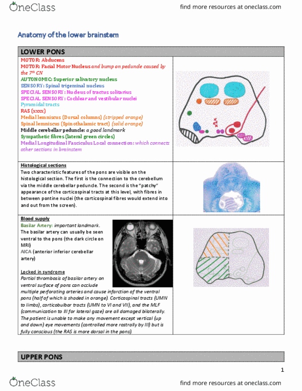 INDS 212 Lecture Notes - Lecture 57: Anterior Inferior Cerebellar Artery, Superior Cerebellar Peduncle, Middle Cerebellar Peduncle thumbnail