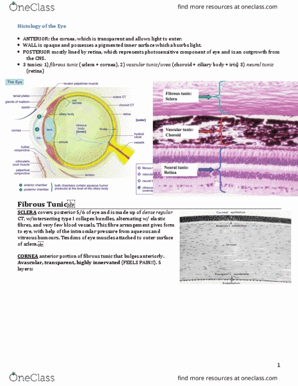 INDS 212 Lecture Notes - Lecture 58: Stroma Of Cornea, Intraocular Pressure, Aqueous Humour thumbnail