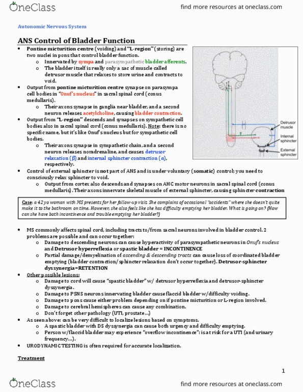 INDS 212 Lecture Notes - Lecture 60: Conus Medullaris, Autonomic Nervous System, Detrusor Urinae Muscle thumbnail