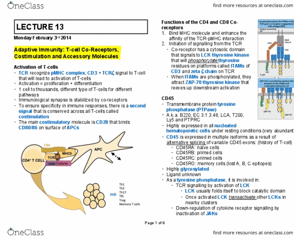 MIMM 214 Lecture Notes - Lecture 13: Protein Tyrosine Phosphatase, Ptprc, Immunological Synapse thumbnail