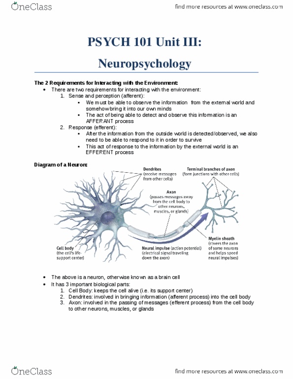 PSYCH101 Lecture Notes - Peripheral Nervous System, Parasympathetic Nervous System, Sympathetic Nervous System thumbnail