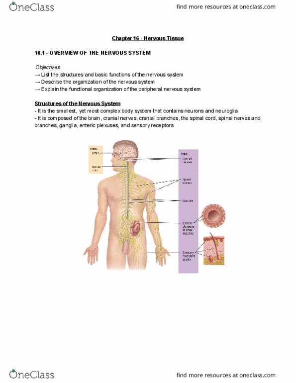 Health Sciences 3300A/B Chapter Notes - Chapter 16: Peripheral Nervous System, Cranial Nerves, Neuroglia thumbnail